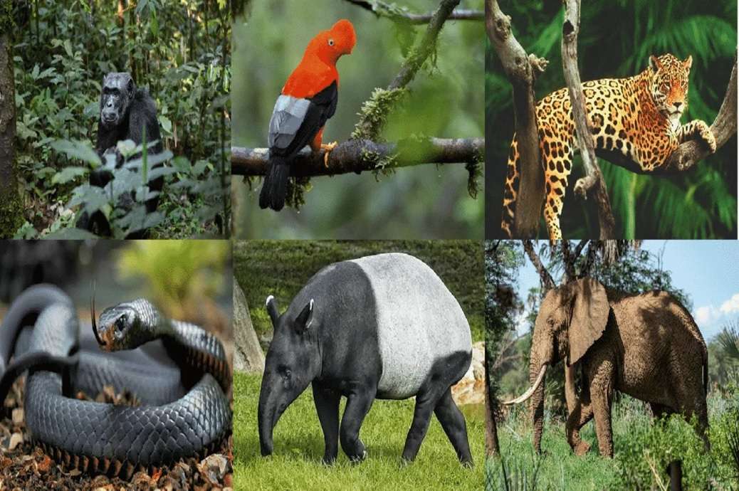 Puzzle di animali selvatici puzzle online