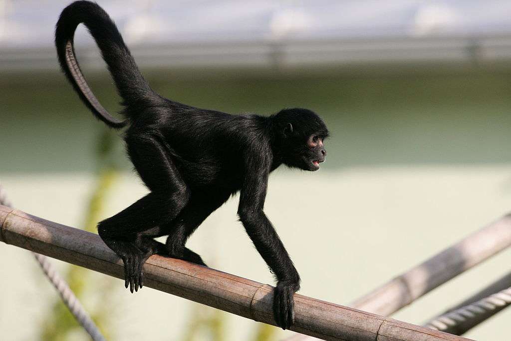 Tmavá pavoučí opice skládačky online