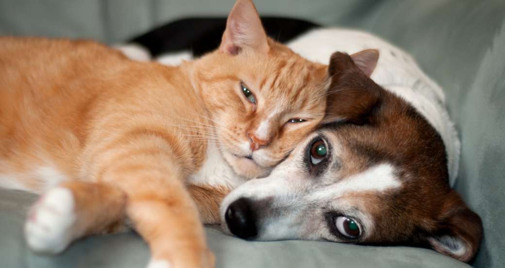 犬と子猫 ジグソーパズルオンライン