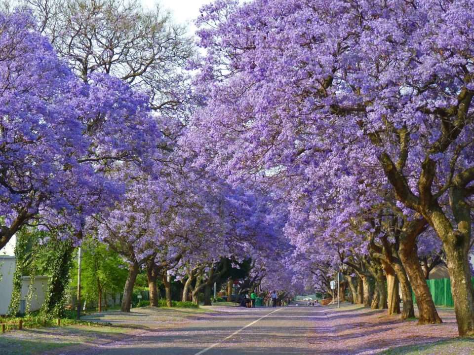 Фиолетовая жакаранда аллея деревьев онлайн-пазл