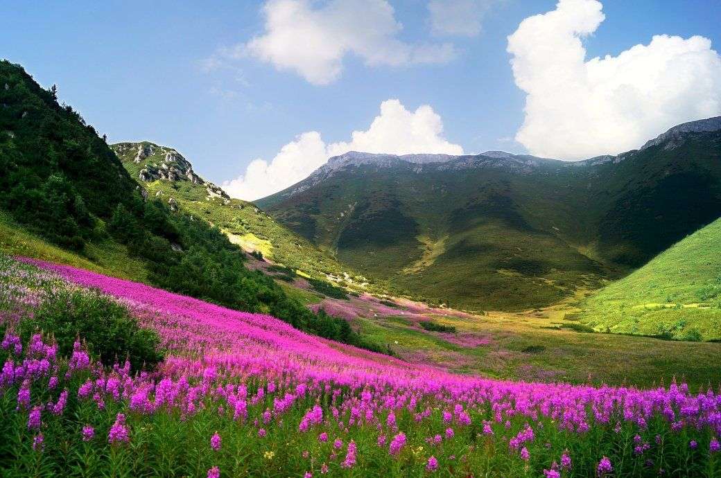 Berge, Wiese in Blumen Online-Puzzle