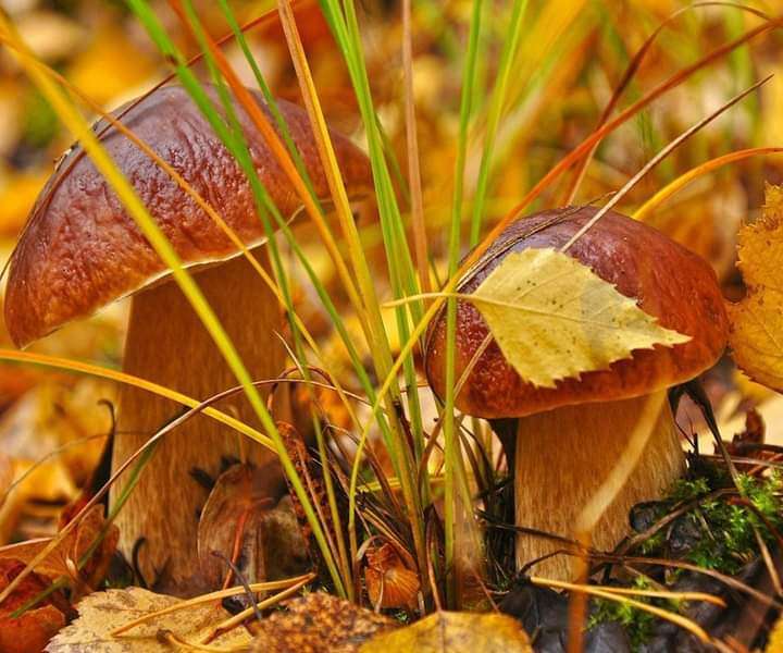 Lindos cogumelos de outono na floresta puzzle online