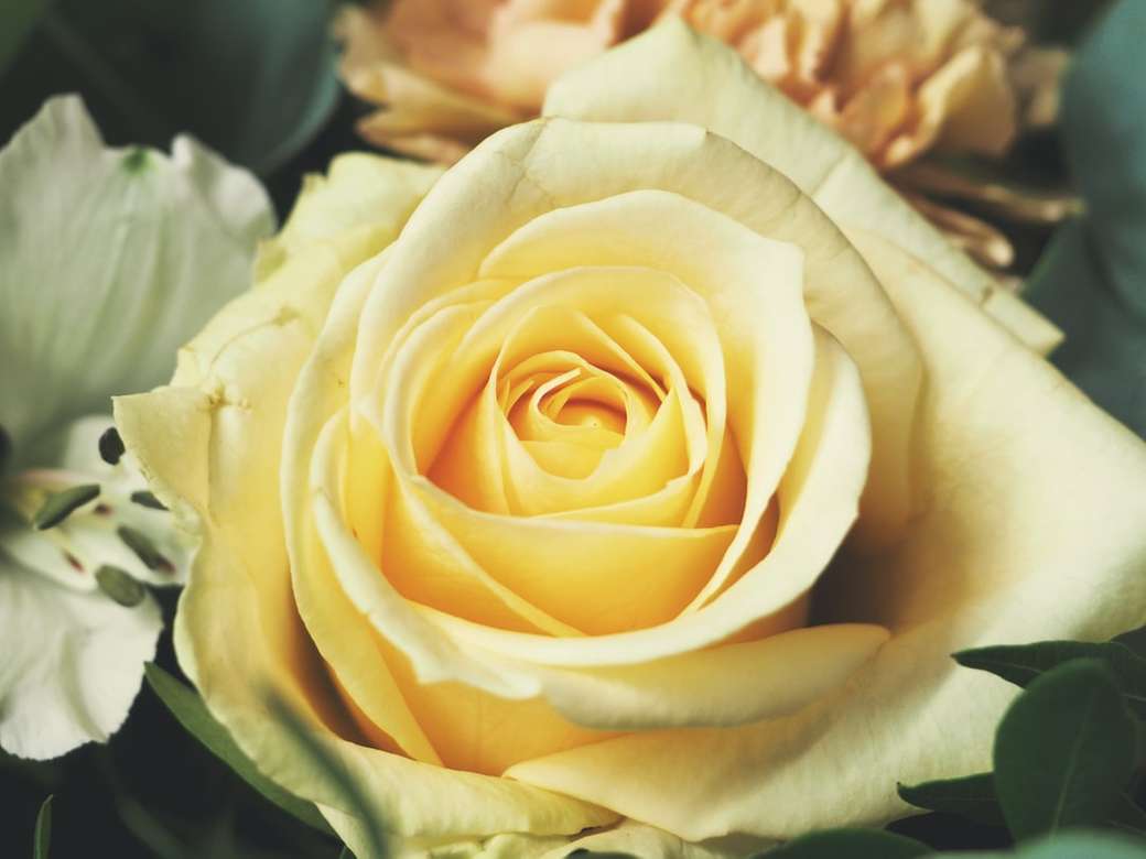 Пастельная желтая роза онлайн-пазл
