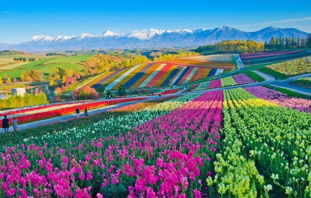 Fazenda de flores em Hokkaido quebra-cabeças online