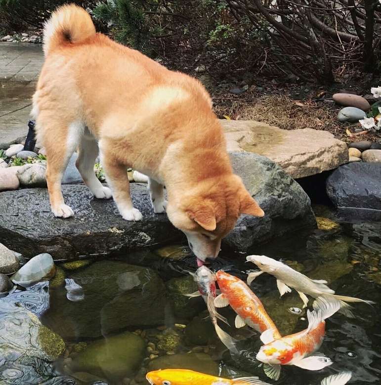 Ψάρια σκύλου παζλ online