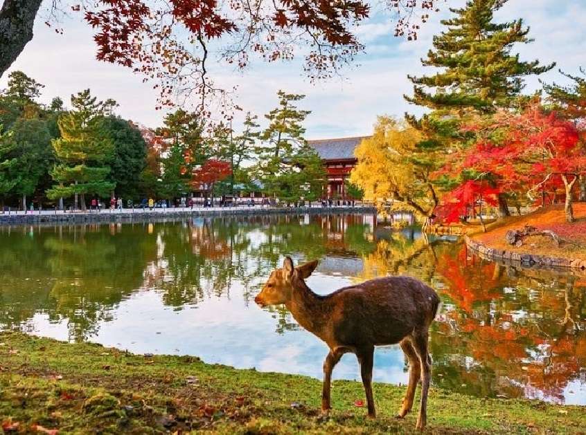 Herfst in Japan online puzzel