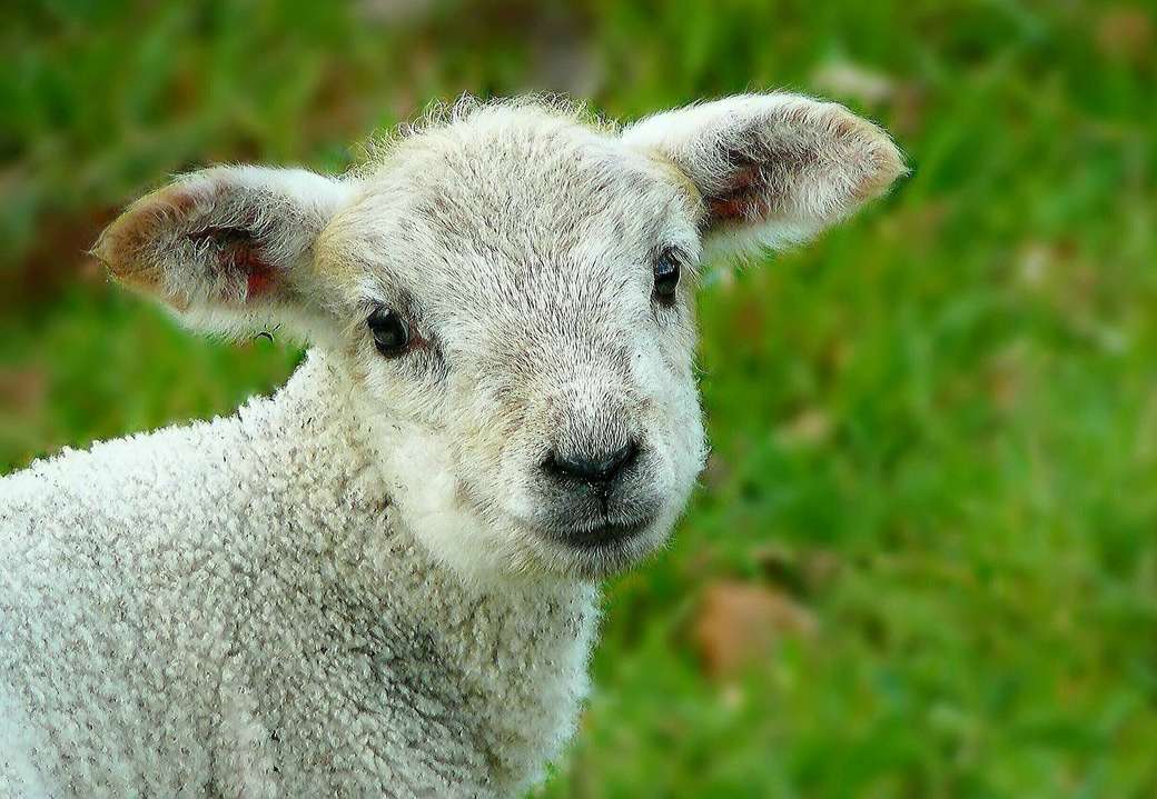 Овца онлайн-пазл