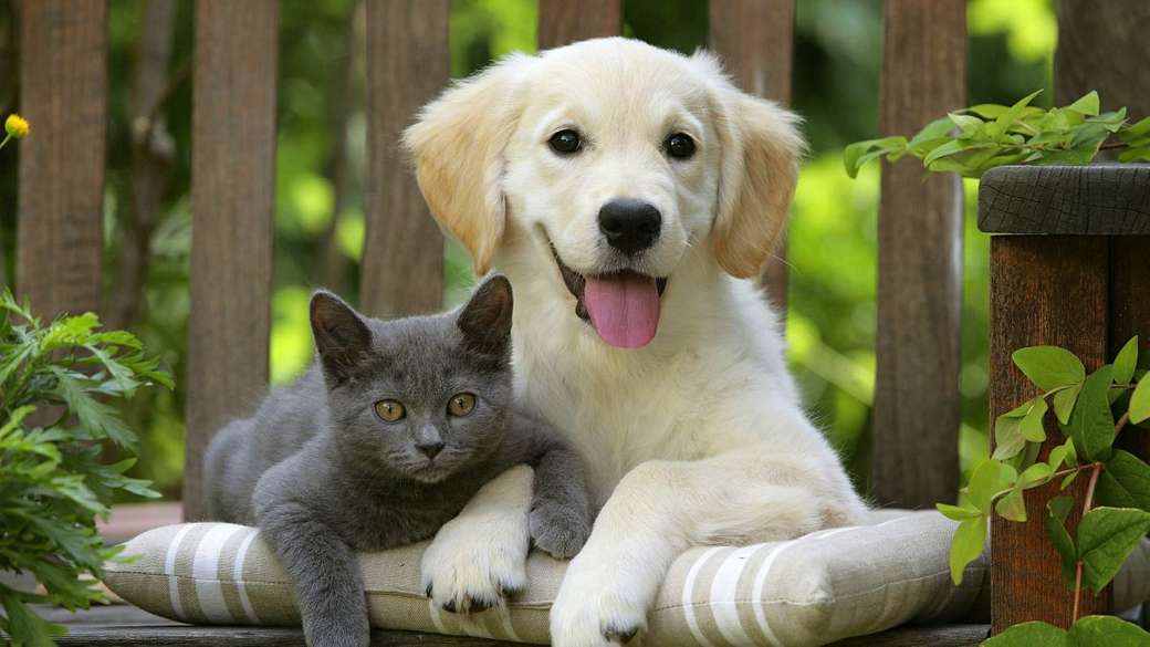 Vänskap mellan en hund och en kattunge pussel på nätet