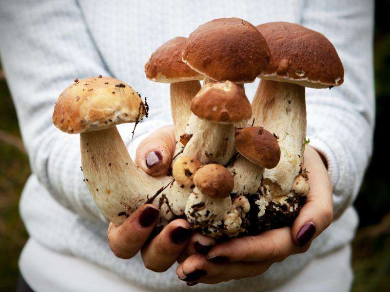 Ciuperci din pădure jigsaw puzzle online