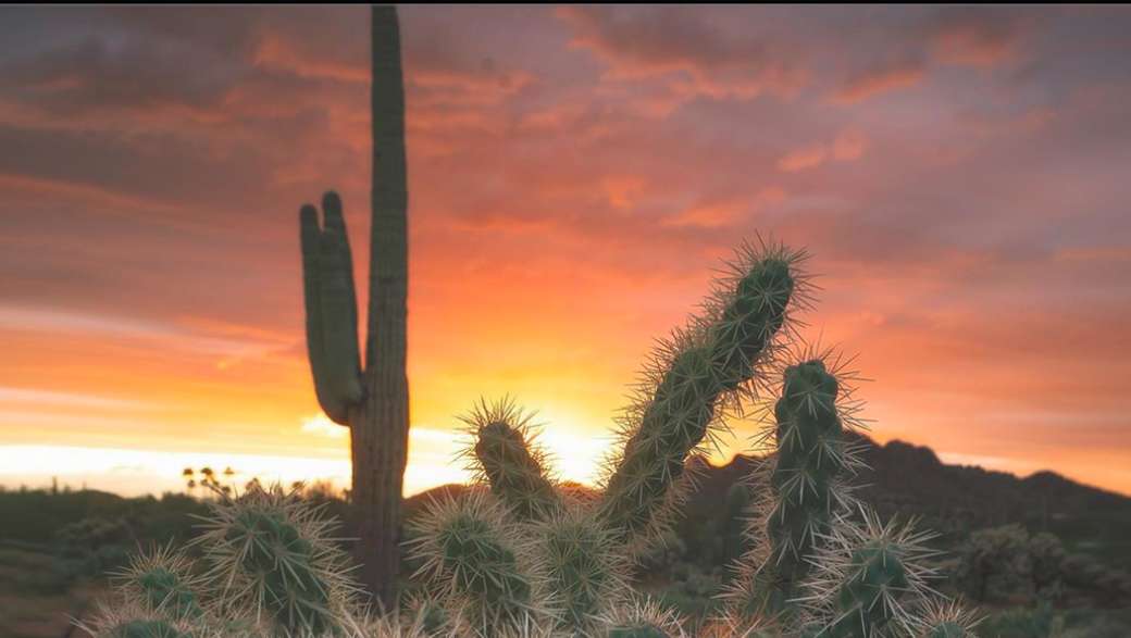 Cactus del deserto puzzle online