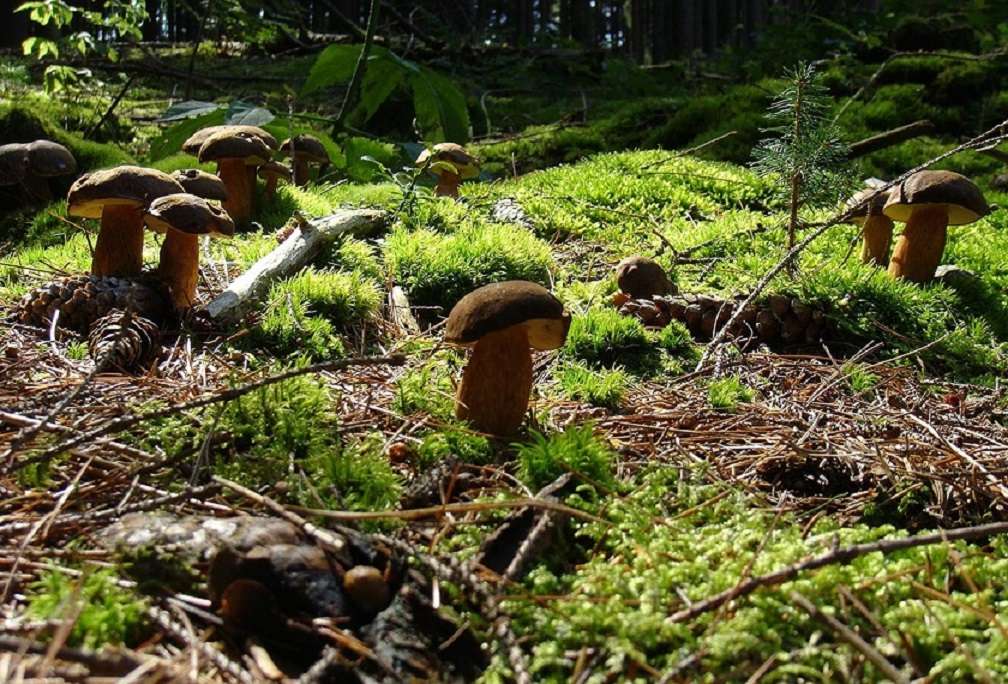 En skog full av svamp. pussel på nätet