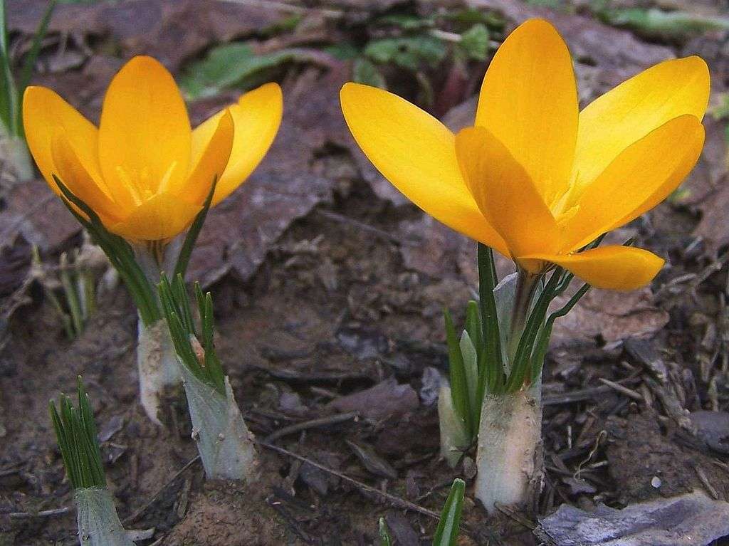 Crocus (safran). Safran à fleurs jaunes puzzle en ligne