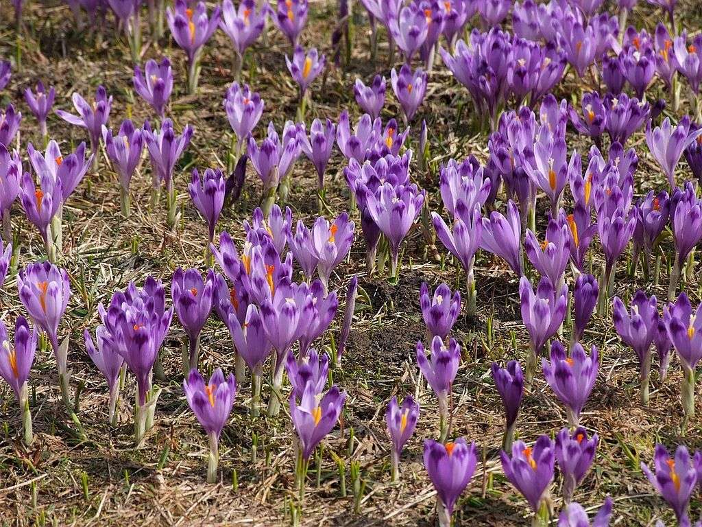 Crocus (saffron). Spring saffron online puzzle