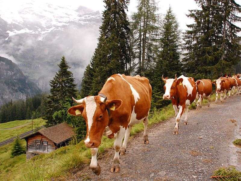 Krávy v Alpách skládačky online
