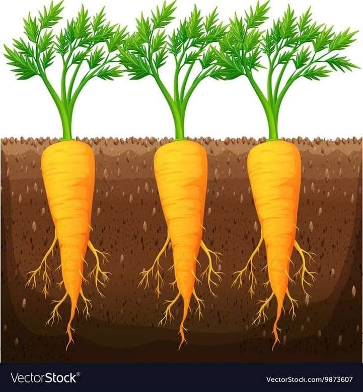 Zanahoria - raíz de otoño rompecabezas en línea