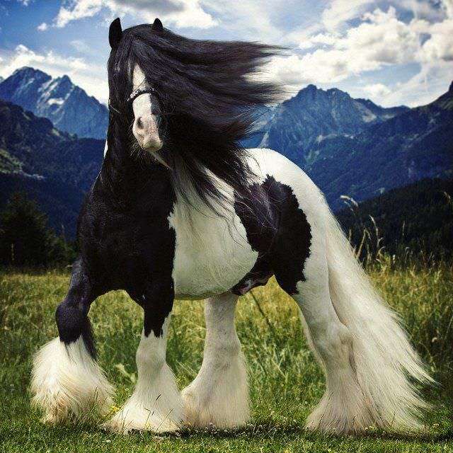 vacker häst Pussel online