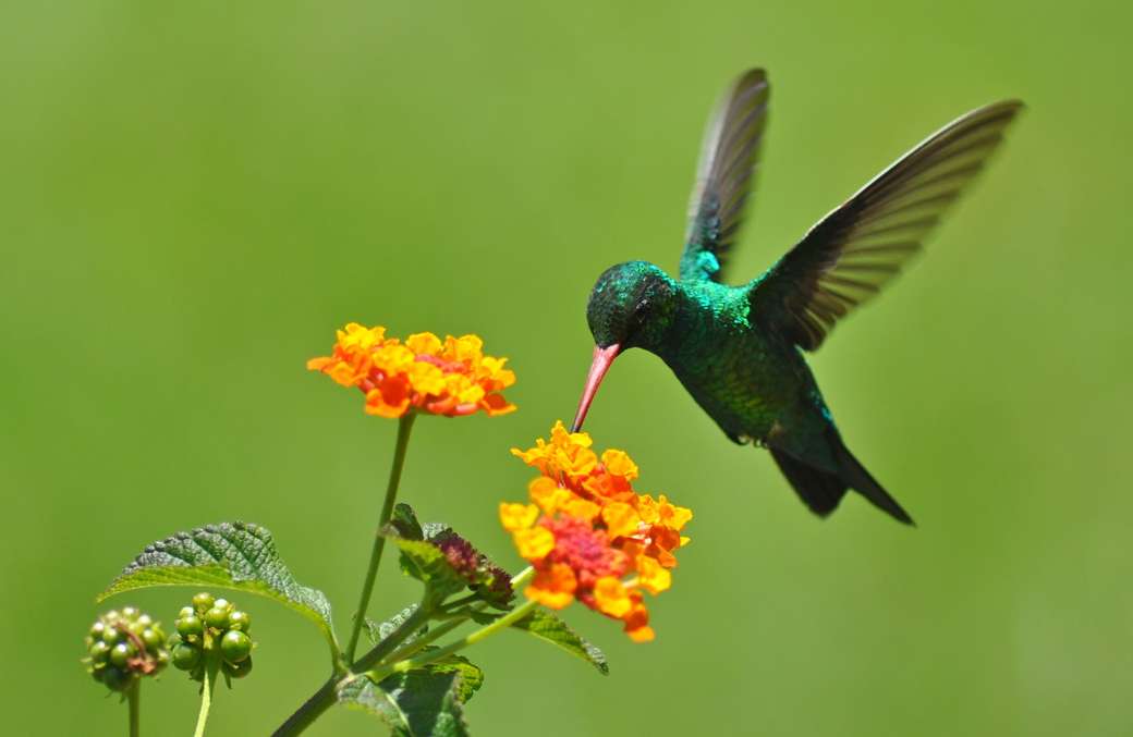 Blomman och kolibri Pussel online