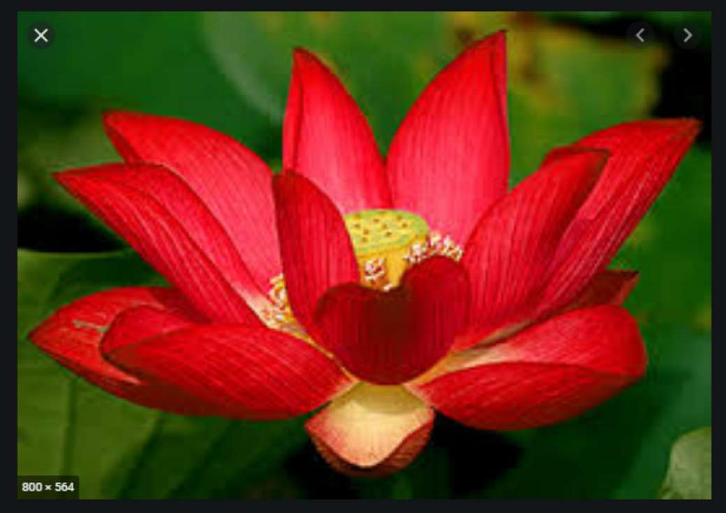 Floarea de lotus jigsaw puzzle online