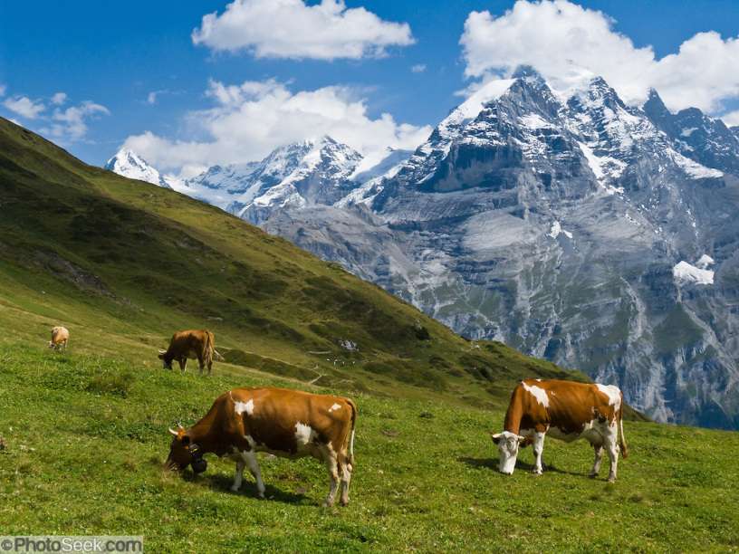 Le Alpi - mucche al pascolo puzzle online