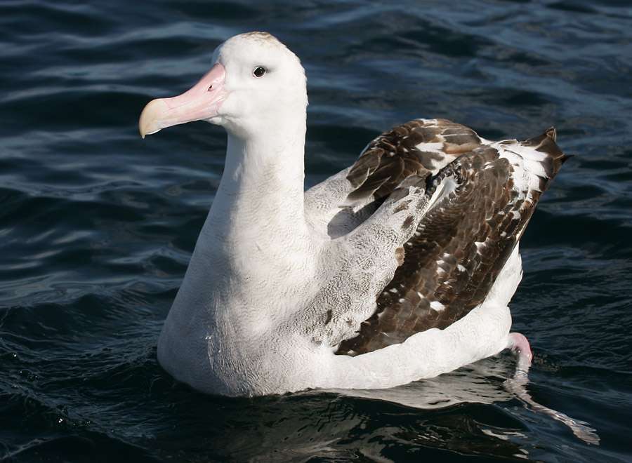 Wandernder Albatros Puzzlespiel online