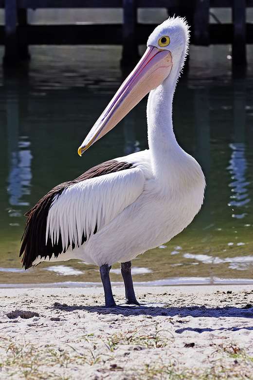 Australian pelican online puzzle