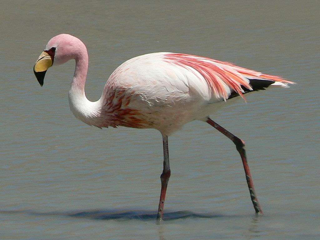 Flamingo met een korte snavel online puzzel