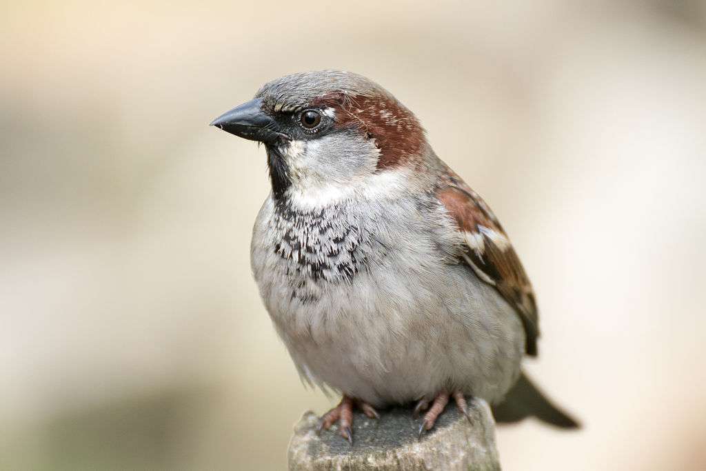 Common sparrow jigsaw puzzle online
