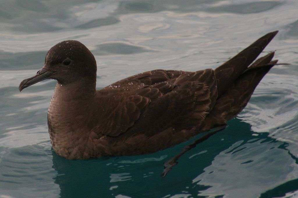 Gray shearwater jigsaw puzzle online