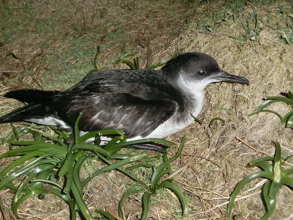 Northern shearwater jigsaw puzzle online