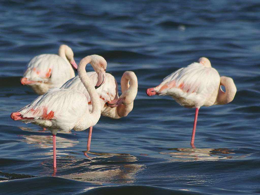 Roze flamingo legpuzzel online