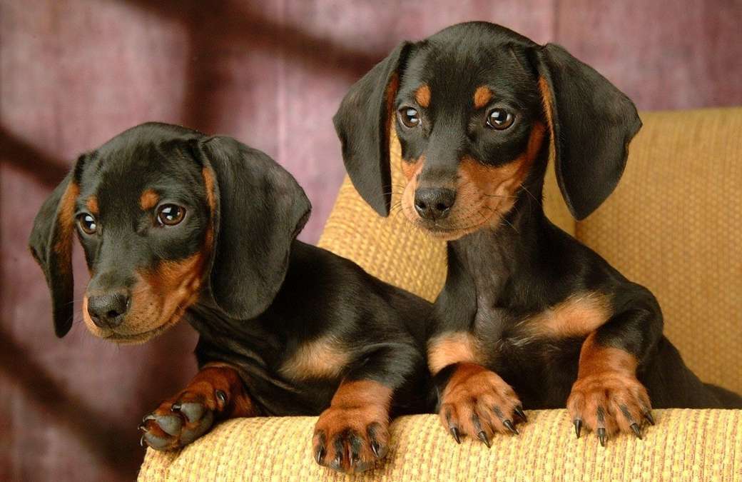 2 χαριτωμένα μικρά dachshunds παζλ online