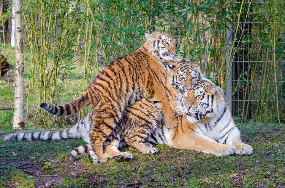три тигра онлайн-пазл