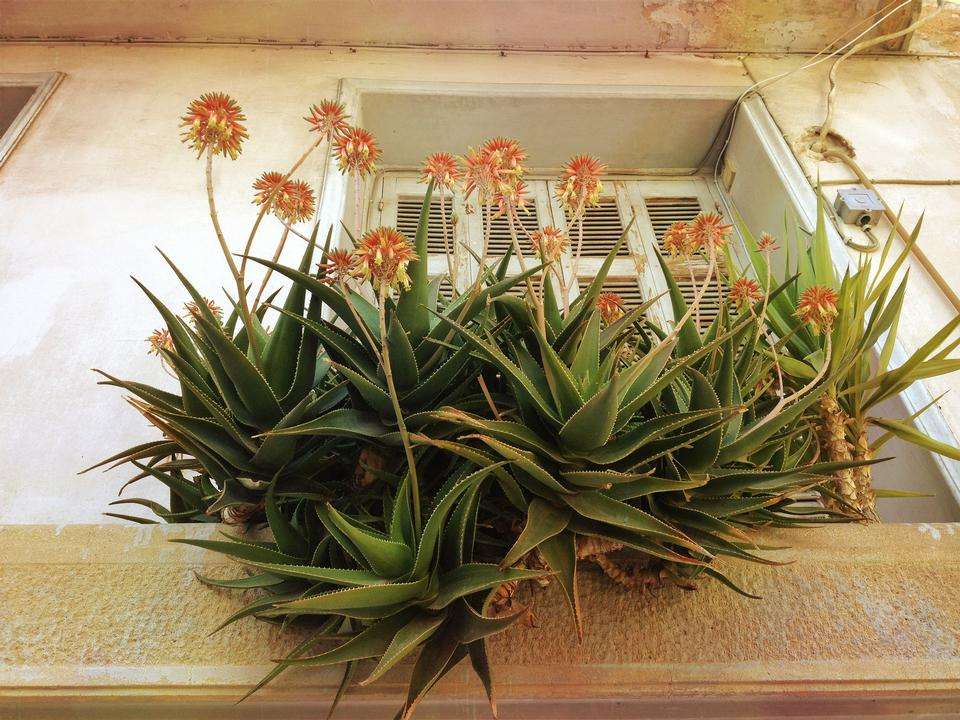 kvetoucí kaktusy skládačky online