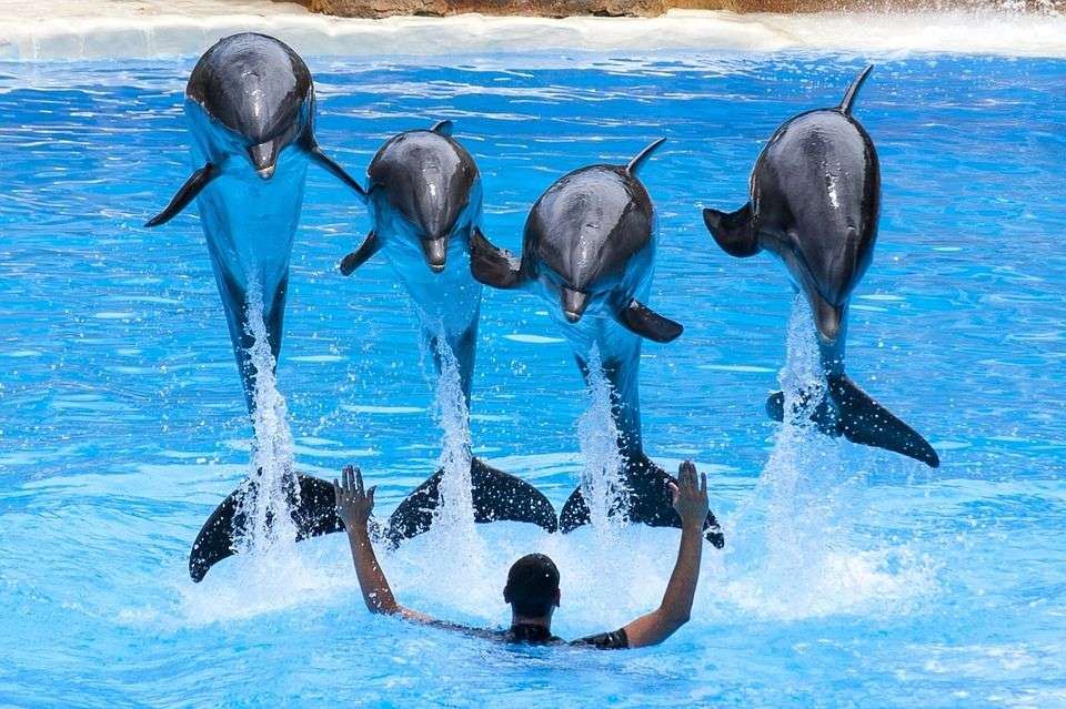 Делфини .... онлайн пъзел