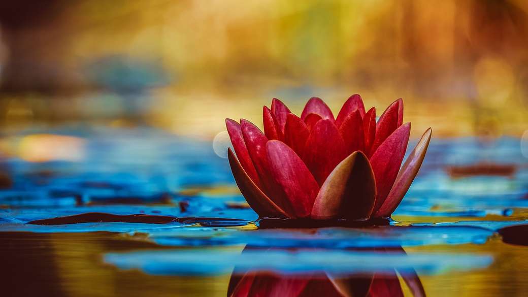 floare de lotus roșie jigsaw puzzle online