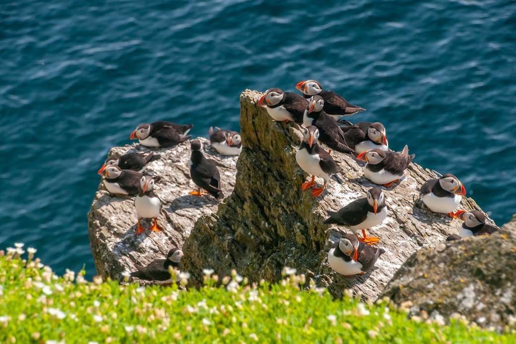 Lunnefåglar, Skellig Rock, Irland Pussel online
