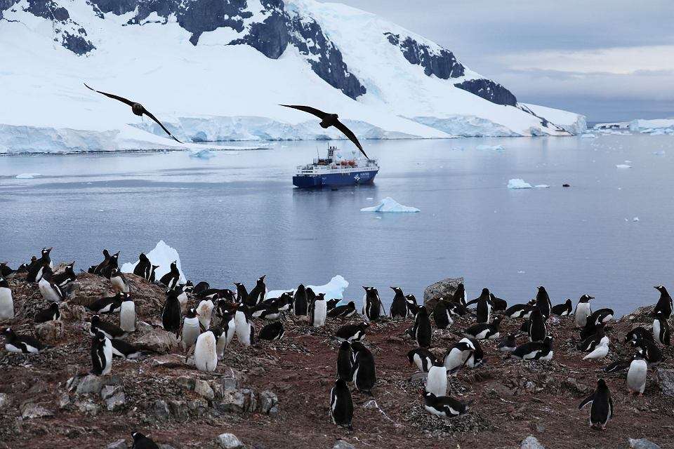 Pingüinos en la Antártida rompecabezas en línea