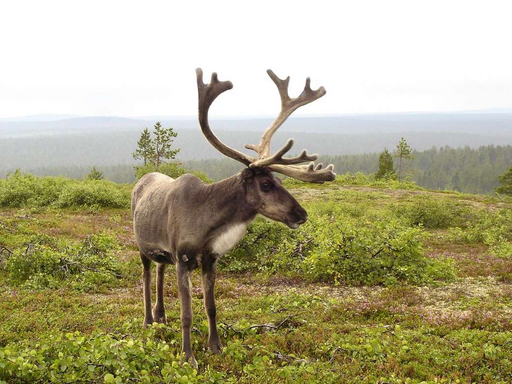 Reindeer... jigsaw puzzle online