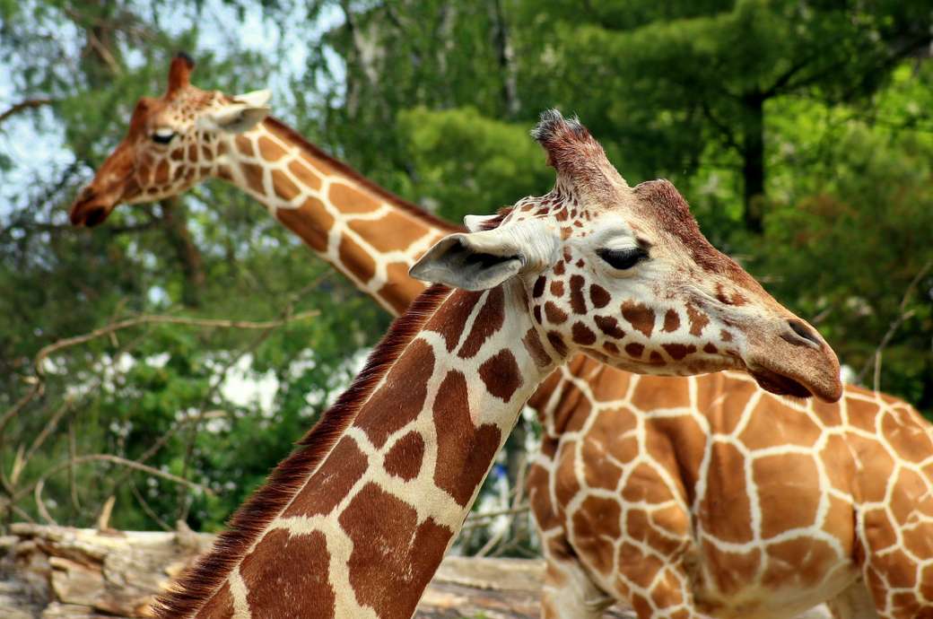 Girafes ... puzzle en ligne