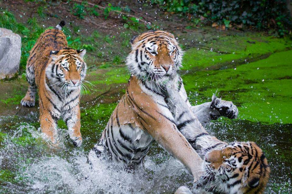 tigres de bengala rompecabezas en línea