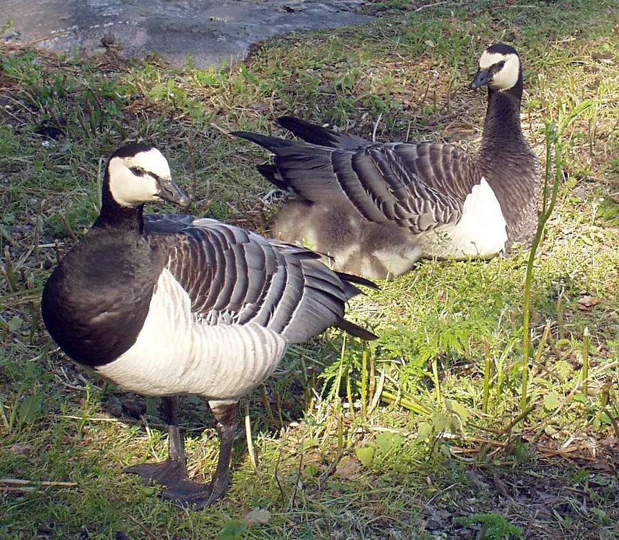 Barnacle goose online puzzle