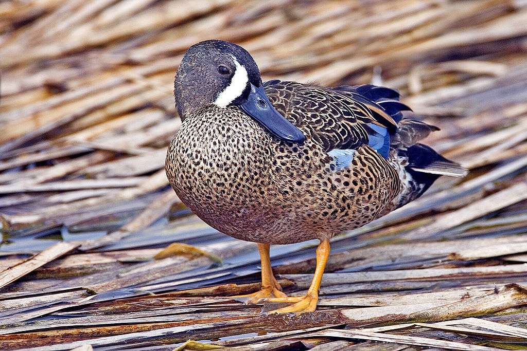 Blue-winged teal jigsaw puzzle online