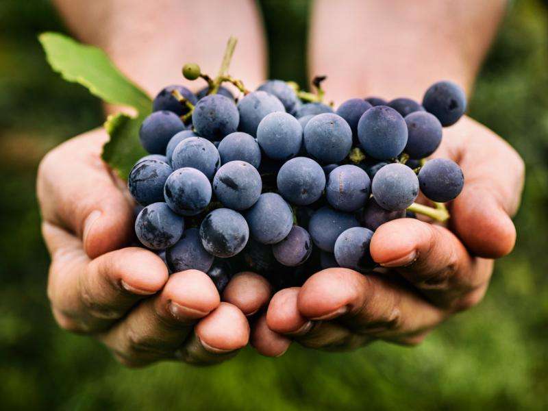Buenas uvas rompecabezas en línea