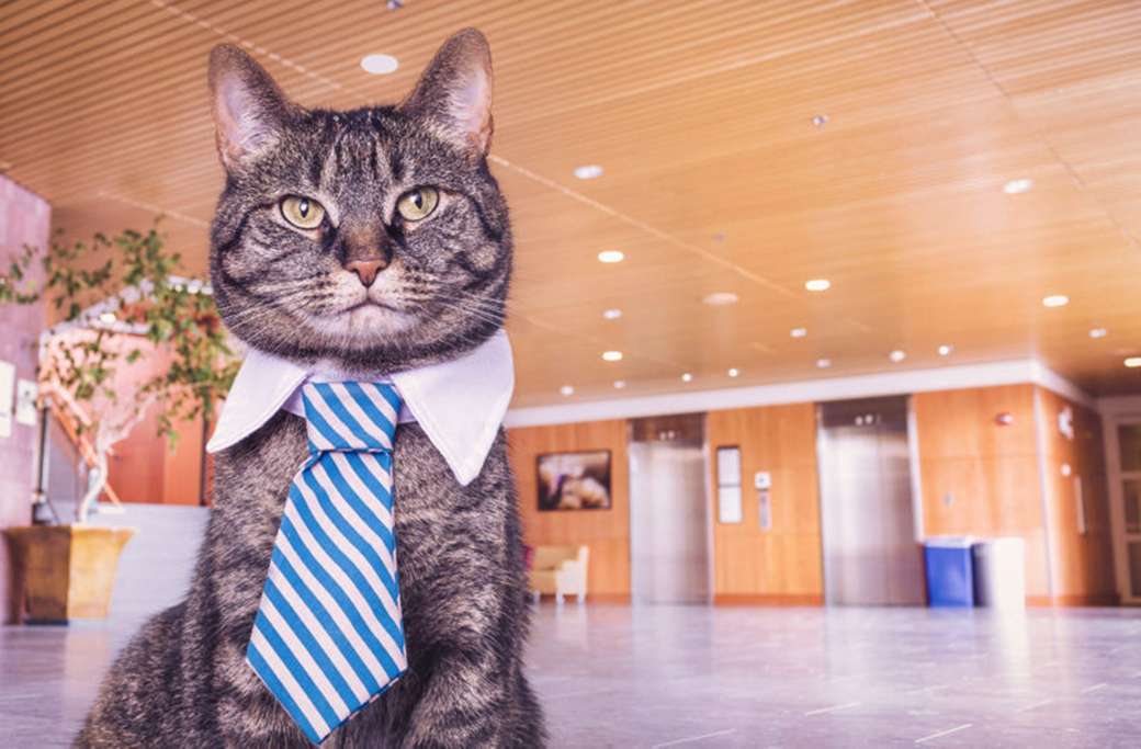 chat dans une cravate puzzle en ligne
