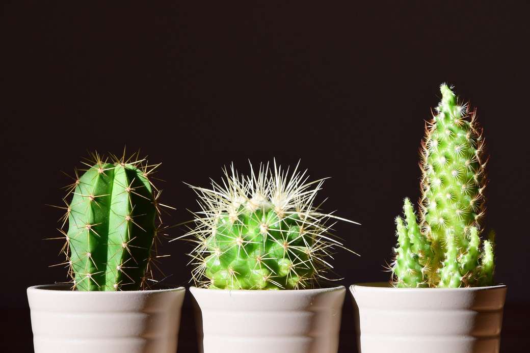 pouštní kaktus skládačky online