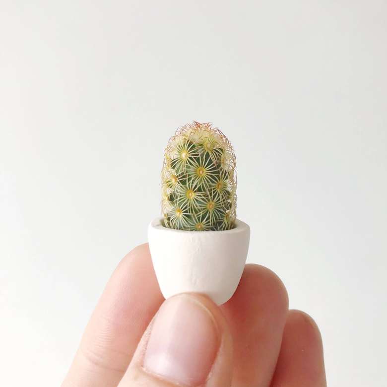Mini cactus puzzle online