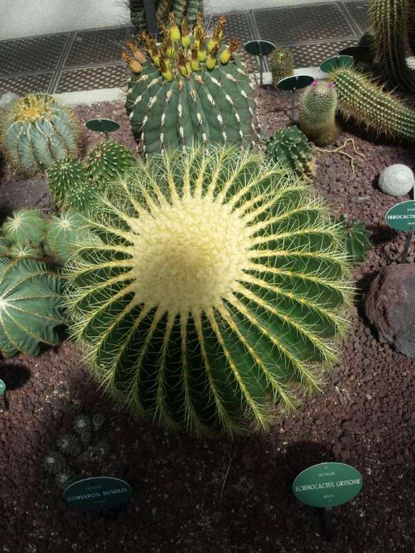 ökologischer Kaktus Puzzlespiel online