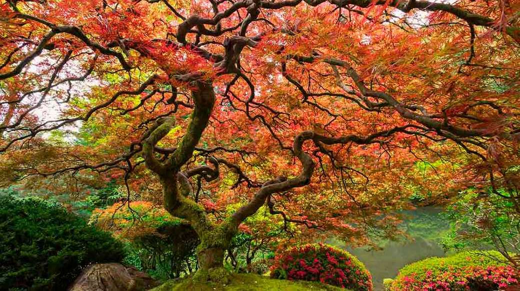 Strom s velkým baldachýnem listů skládačky online