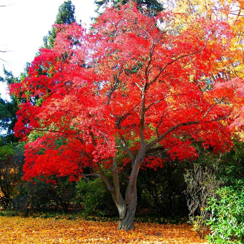 Дерево японский красный клен пазл онлайн