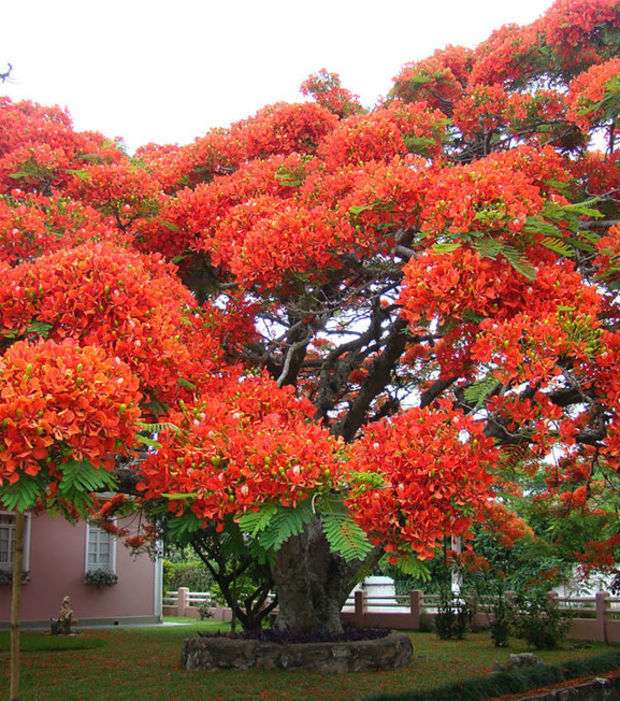 Rött flammeträd i Brasilien pussel på nätet